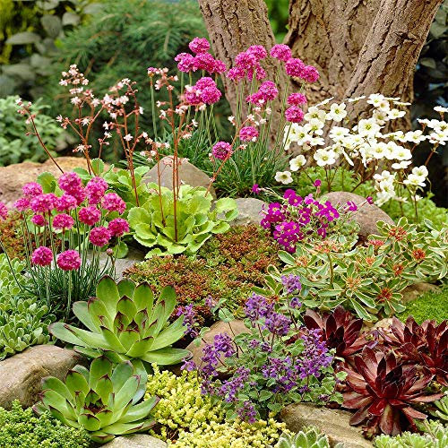 Mixed Rockery Alpine Collection - Colourful Outdoor Potted Perennial Plant Mix (12 Plants)