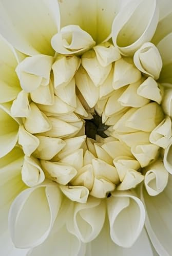 White Dahlia Journal: Floral Notebook