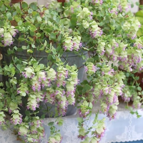 semillas de orégano orgánico - perennes resistentes de exterior para exterior para camas elevadas, jardín 100pcs