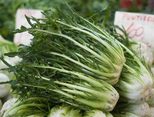 CICORIA CATALOGNA PUNTARELLE DI GALATINA NR.300 SEMI