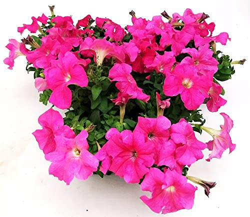 POWERS TO FLOWERS - CALIBRACHOA, PETUNIA, POTUNIA, SURFINIA ROSA, 12 PIANTE, piante vere