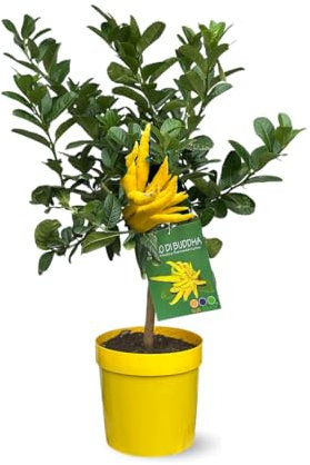 Attitude Jardin - Main de bouddha - citrus medica var. sarcodactylis - agrume méditerranéen - arbre fruitier - 75-85 cm - ⌀ 22 cm