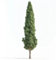 50 Samen italienische Zypressen (Cupressus sempervirens stricta) SemiSauvage Permaculture