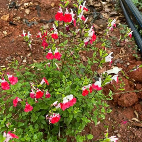 200 piezas semillas salvia de balcón resistentes al invierno, semillas de jardín resistentes para jardín,