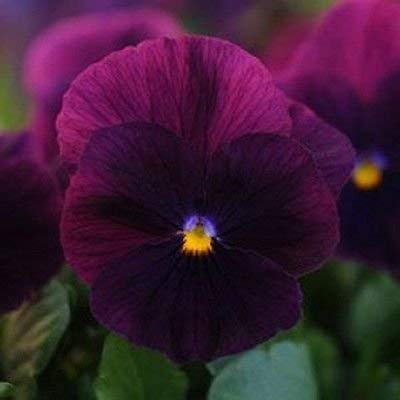 Viola del pensiero Semi 15 Semi Raffreddano Saluto Viola (APPENDE PANSY) Coolwave Viola del pensiero