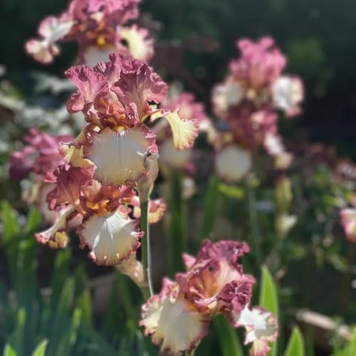 Schwertlilien, balkonblumen garten IrisZwiebeln, nachhaltige geschenke balkon geschenke für gartenfreunde 4Zwiebeln