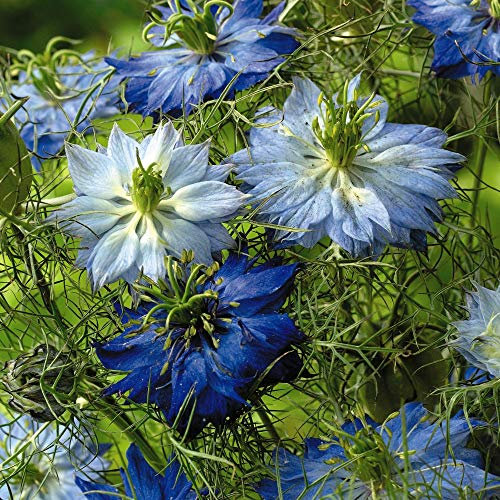 Nigella damascena 'Moody Blues' Love-in-A-Mist Hardy Annual Flowers Garden Plants Grow Your Own 1 x Seed Packet (200 Seeds) Nigella damascena 'Moody Blues' by Thompson and Morgan