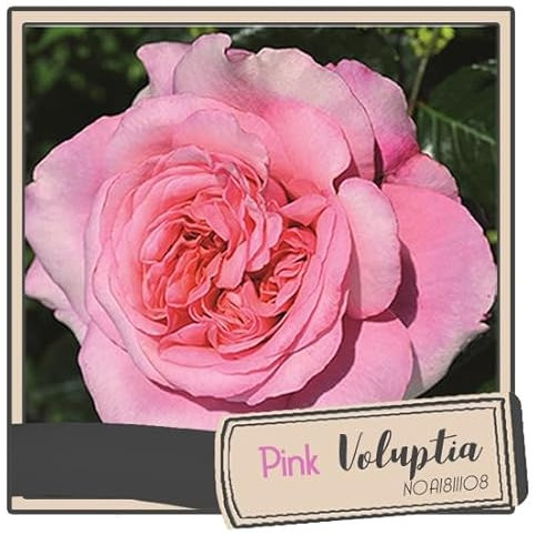 Rosa x Pink Voluptia ® 'Noa1811108' / Rosier Buisson Pink Voluptia ® 'Noa1811108' / Conteneur de 3 à 4 litres