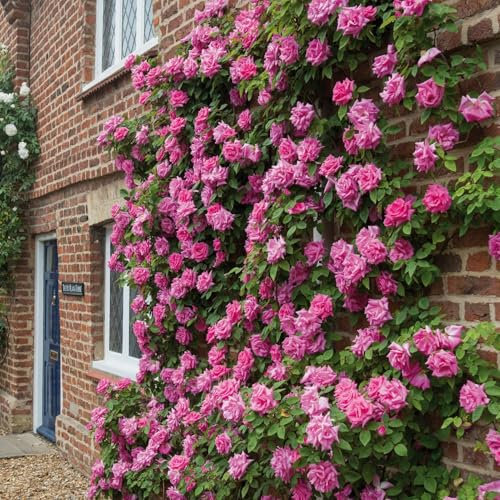 200 Pcs Graines de Rosier Grimpant, Floraison Longue Durée, Faciles à Cultiver, Adaptées Jardin, Treillis et Clôtures (Rose)