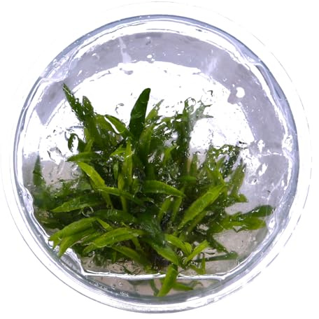 Tropica - Cryptocoryne crispatula 1-2 Grow ! - Live aquarium plant