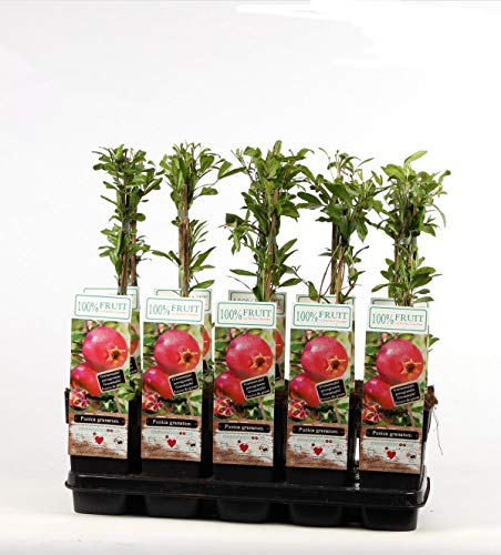 Granatapfel „Punica granatum“ 50–70 cm inkl. Topf – Obstpflanze, robust & dekorativ – ideal für Garten, Terrasse & Balkon, pflegeleicht, frische Früchte, winterhart, mediterrane Pflanze