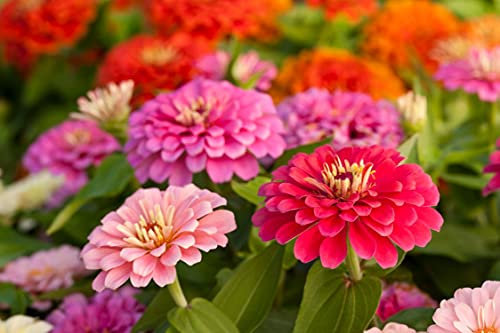 150 Graines de Rose Mystique Zinnia - fleurs - semences paysannes
