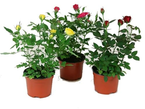 Rosales Miniatura - Lote 3 Plantas con Flor - Rosas con Colores muy Llamativos