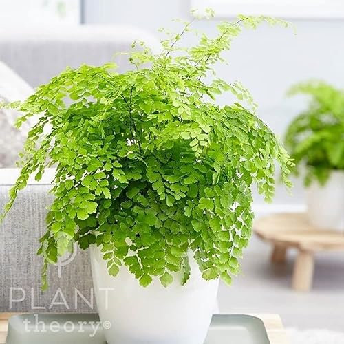 Plant Theory 30cm Maidenhair Fern Adiantum Raddianum Fragrantissimum Fragrans Indoor Plant 13cm Pot