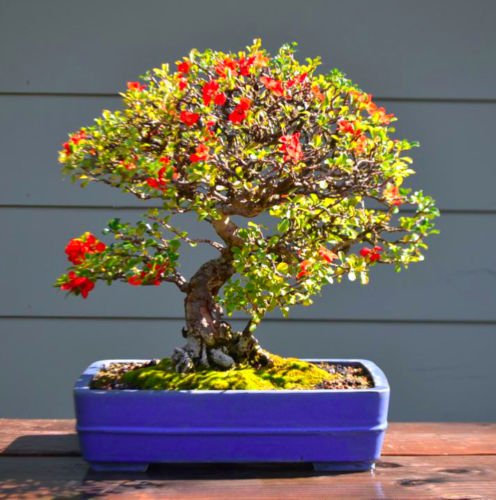 Membrillo GIAPPONESE - 30 Semi Bonsái - Chaenomeles Japón - Arbusto