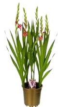 Gladiolo Natural de Exterior | Planta Bulbosa con Flor Ideal para Jardines