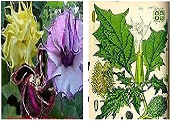 Stk - 15x Seltene Datura Bunt Mix Blumen Pflanzen - Samen A2 - Seeds & Plants Shop by Ipsa