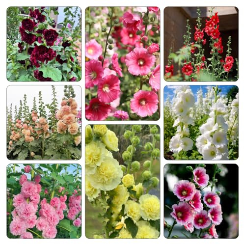 malvas, malva real - Decoraciones jardines exteriores semillas de malva real de balcón originales resistentes en exteriores 600semillas
