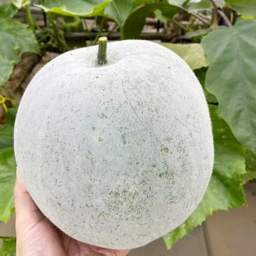 semillas de calabaza de cera, semillas hortalizas en bonsai las son resistentes oficina hortalizas invierno 10pcs