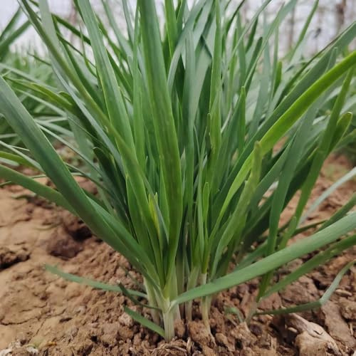 semillas de cebollino - Allium tuberosum - camas elevadas para jardín de interior, invernadero, balcón 1500pcs