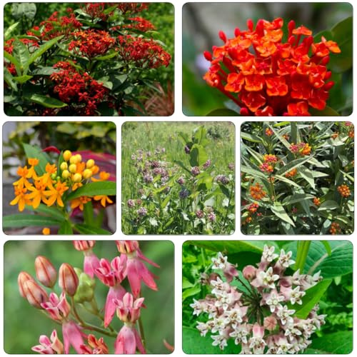 Asclepias de oficina de jardín semillas jardín semillas silvestres silvestres reverdecimiento tejados interior balcón 40pcs