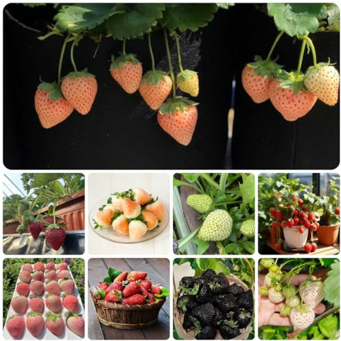 fresas colgantes fresas Setos,s, decoración de sala de estar semillas fresa orgánicas jardín resistentes en macetas Balcón exótico a prueba invierno, 700semillas