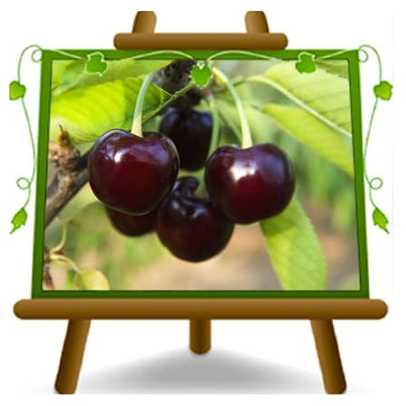 Cerisier douce durone de la marque sur Pot de 26 Plante de Fruit Max 200 cm – 4 ans