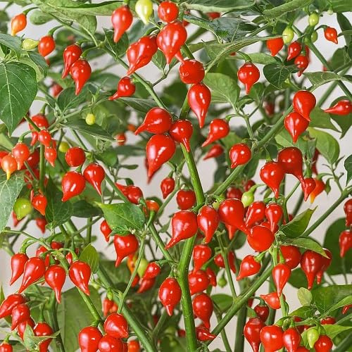 100 semi di peperoni freschi
