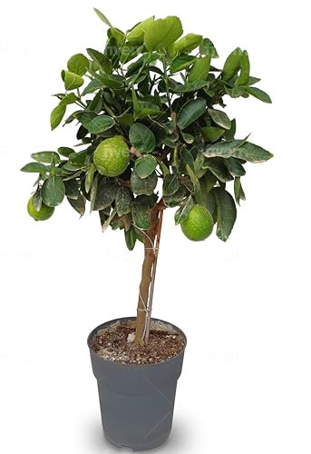 Sunny Tree - Limettenbaum - 3 Jahre alt - Citrus Latifolia - Zitruspflanze - Obst - 90 zentimeter - A+ Ware