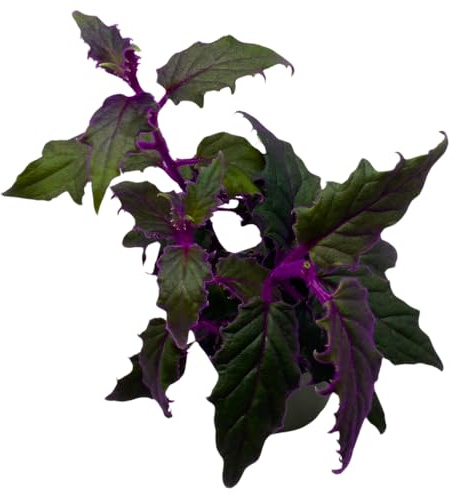 BubbleBlooms Purple Passion Velvet Plant Gynura Aurantiaca in a 4 inch Pot