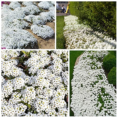 20000+ Timo Strisciante bianco per piantare all'aperto, giardino, Per la copertura del prato