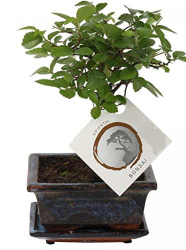 Bonsai Japanese Zelkova - Zelkova serrata - Evegreen Tree in Ceramic Tray