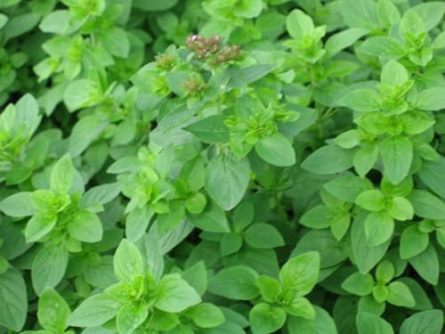 Buy4seeds HERB Marjoram Sweet 6000 Seeds Easy to Garden Yard Patio