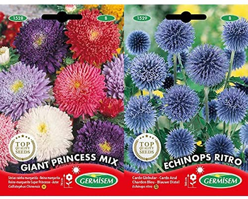 Germisem Graines Reine-marguerite Super Princesse +Graines Chardon Bleu