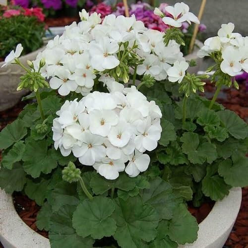 80 Stück weiße Geranien-Blumensamen