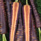 Seeds and Farms - Semillas híbridas de zanahoria morada, paquete de 100 semillas
