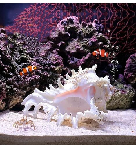 YZHZOM 5.5‘’ to 6.3‘’ Large Natural Conch Shell Fish Tank Hideout Fish Tank House Natural Conch sea Shells for Fish Tank,Air Plant,Home Decorations,DIY Crafts