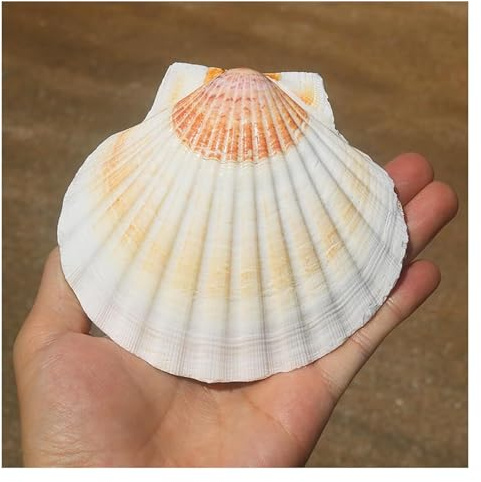 ApuaVireo&Co Coquilles Saint-Jacques Bicolores de 10 à 11 cm, Coquillages de Plage for la décoration d'aquarium