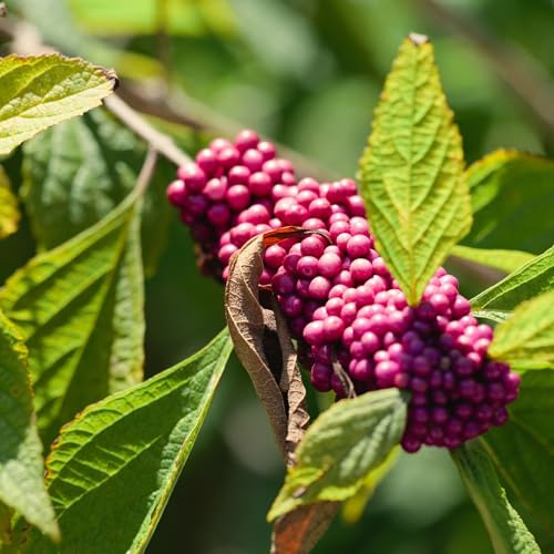 Vivai le Georgiche - Pianta vera di Callicarpa bodinieri Profusion - vaso Ø 18 cm