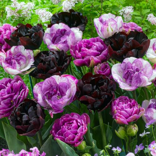 FLORIUM - Lot de 20 bulbes de tulipes violets - Collection rêve (20 bulbes), 5 variétés/couleurs, mélange de Hollande, robuste et durable - Décoration pour jardin, balcon, pots (pas de graines)