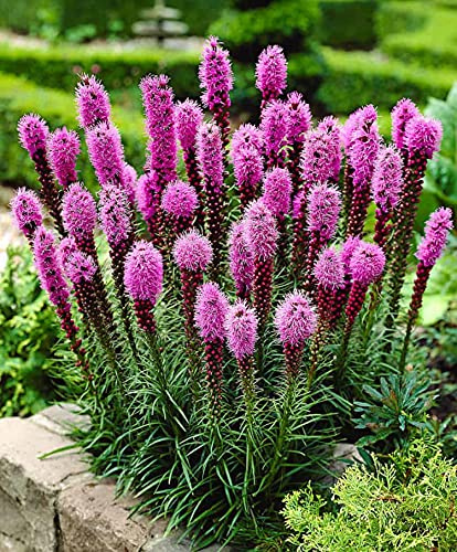 50 Kansas fjäderfrön - Liatris Spicata - Violacerosa - reproducerbara bondefrön - HalvWild