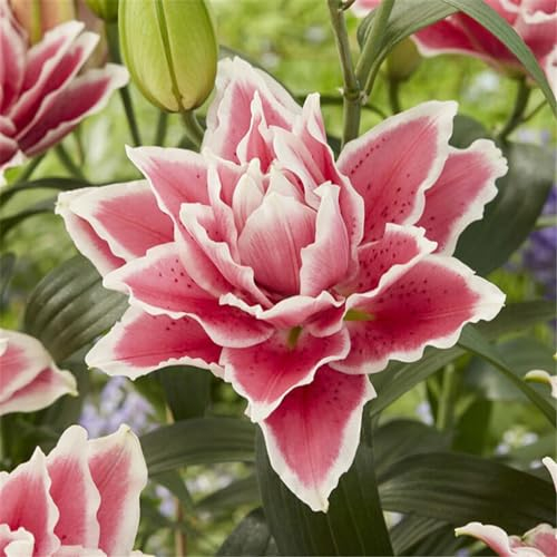 Lilien zwiebeln winterhart mehrjährig mix Asiatische Lilien-Zwiebelmischung Eine vielblühende Pflanze mit überströmendem Duft und langer Blütezeit -6zwiebeln-I