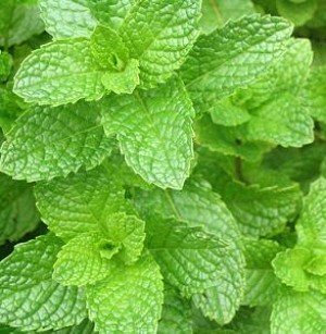 CUSHY Heirloom 200 Graines de menthe verte Mentha spicata menthe pouliot plante herbacée vivace Graines de fleurs A019