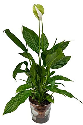 Descubre la Belleza Natural del Espatifilo Natural y Dale Vida a tu Hogar