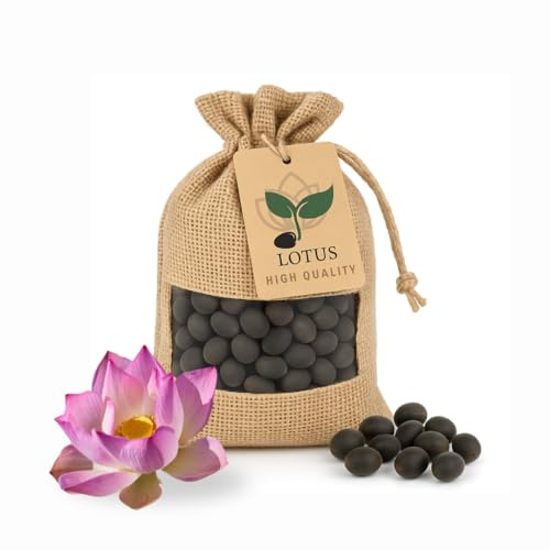 30 graines de lotus premium – Nelumbo Nucifera | Résistant à l’hiver et de haute qualité | Pour bassins d’intérieur et d’extérieur, bacs et jardin – Culture facile, fleurs de lotus exotiques