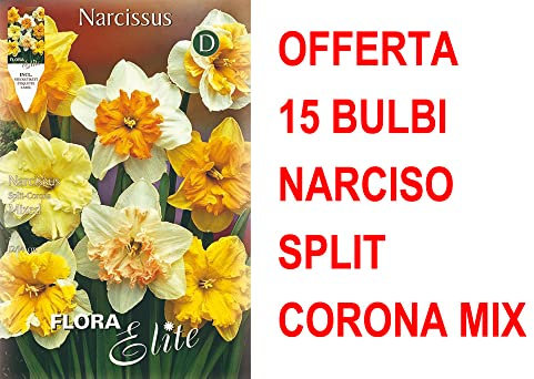 OFFERTA 15 BULBI NARCISO SPLIT CORONA MIX DI COLORI BULBS BULBES