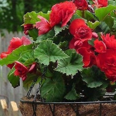 Graines de fleurs de Bégonia Double Red (Begonia Tuberosa) Paquet de 500 graines