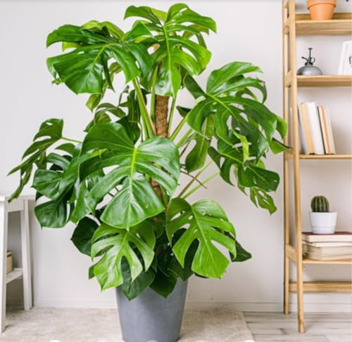 Monstera modello altíssima vaso 22cm diventa fino alta 1,50mt verde in salute Made in Italy Terre di Romagna