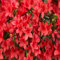 100 semi di fiori di azalea rossa