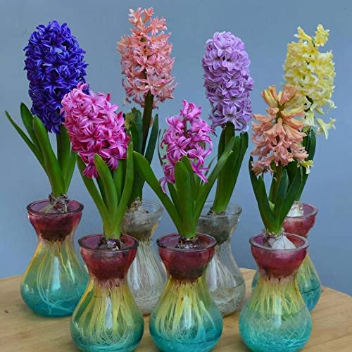 Hyazinthen Zwiebeln Zierlauch Zwiebeln Winterhart MehrjäHrig Blumenzwiebeln Mix Hydroponischer Anbau Blumen Zimmerpflanzen Herbst Deko Winterlinge Zwiebeln Frisch Flowers 5 Hyazinthen Zwiebel